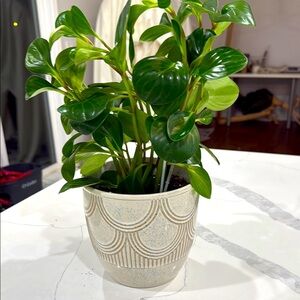 Indoor Lush Green Plant in Decorative Pot
Baby rubber with ceramic pot